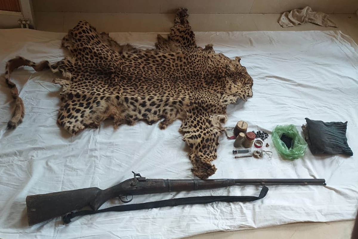 Leopard skin, arms seized in Odisha: One arrested