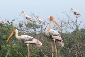 Monsoon Birds Trigger Chirpy Cacophony in Bhitarkanika