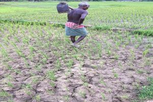 Government draws up contingency plan as drought stares at Odisha