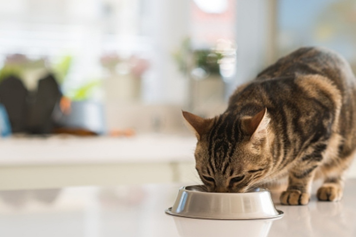Cats prefer to get free meals rather than work for them