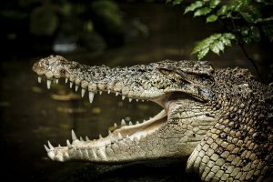 Estuarine crocodile nesting sites spotted in Bhitarkanika