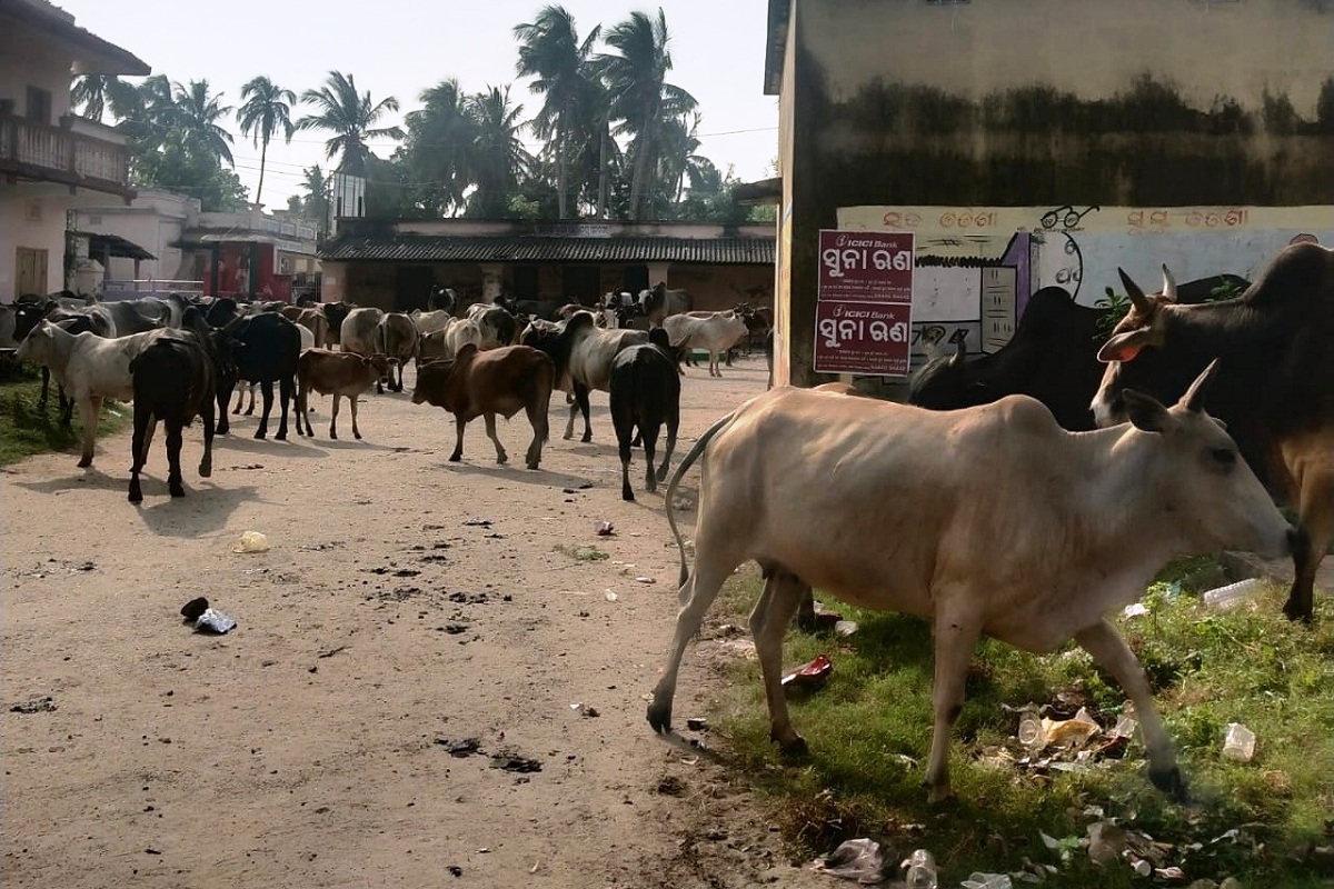 Odisha, Farmers protest, stray cattle menace, Kendrapara district