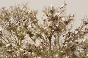 Rise in seasonal monsoon birds’ number in Bhitarkanika National Park