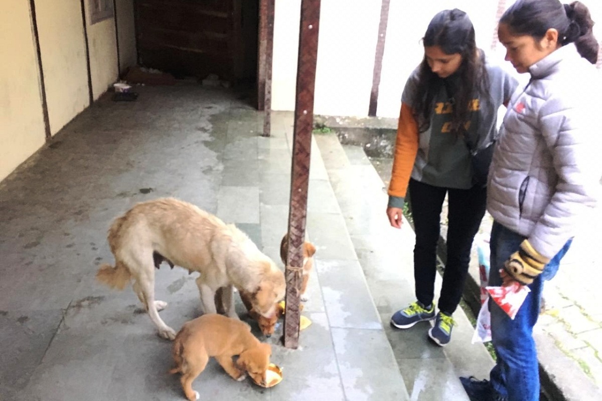 Over 2 lakh persons become victims of dog bites in Himachal