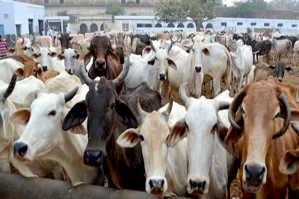 VHP ‘Gau rakshaks’ holding camps to promote use of bio-fertilisers
