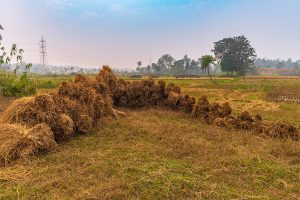 Punjab permits industry to use paddy straw as fuel in boilers to claim incentives
