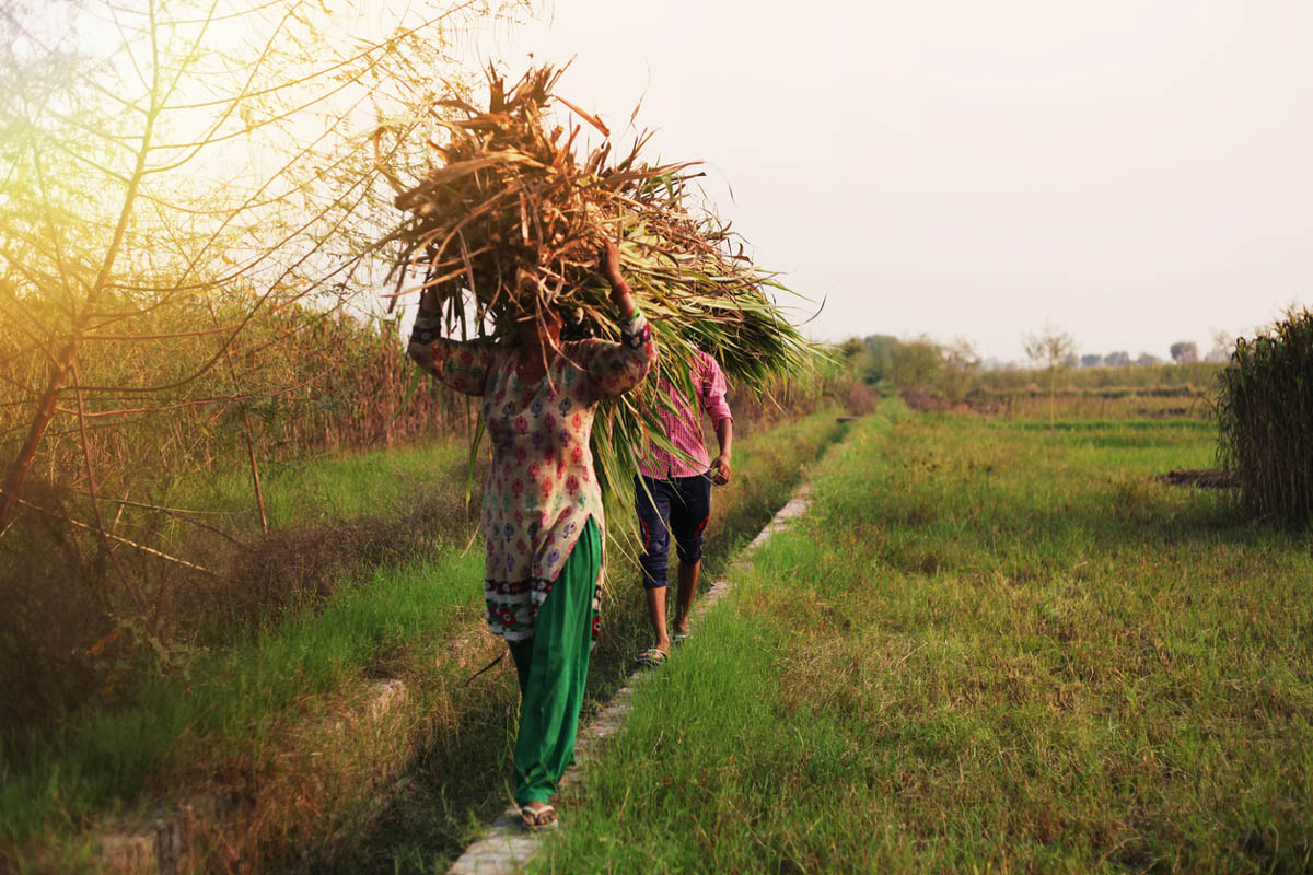BJP Kisan Morcha head hails hike in FRP for sugarcane farmers