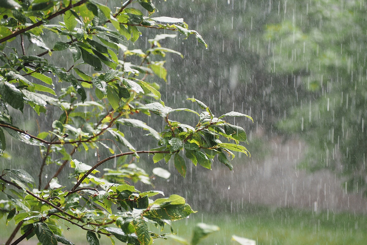 Rain forecast brings hopes for Odisha farmers