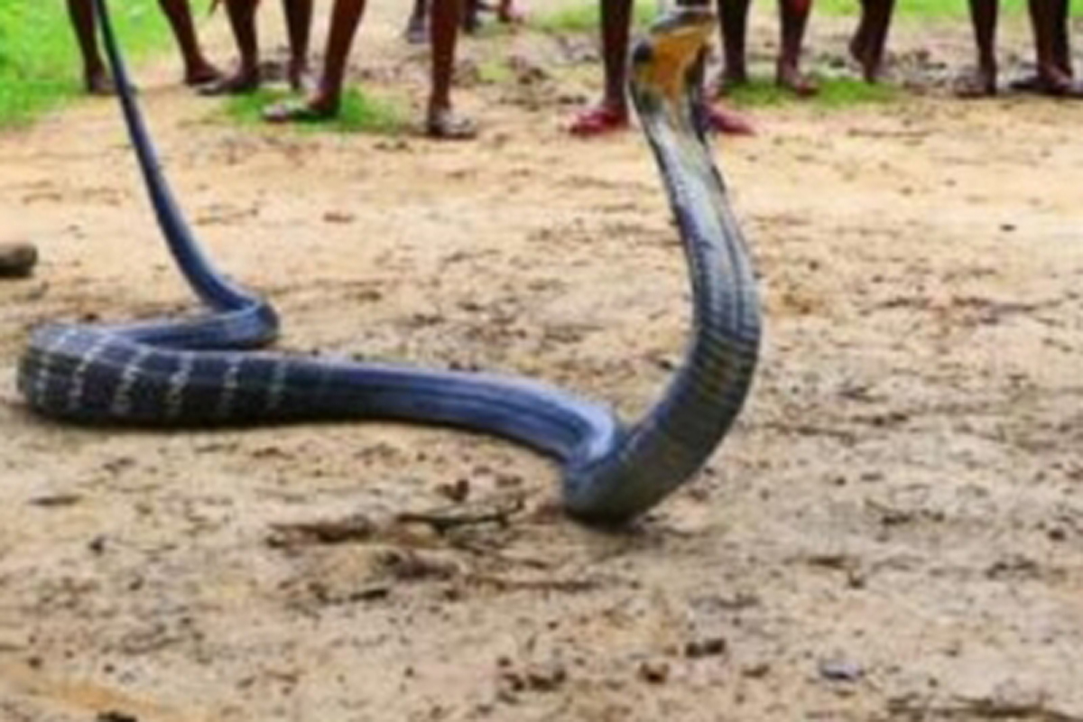Ballia man mutilates Cobra, arrested under Wildlife Protection Act