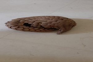 Pangolin smuggling racket busted: Three arrested
