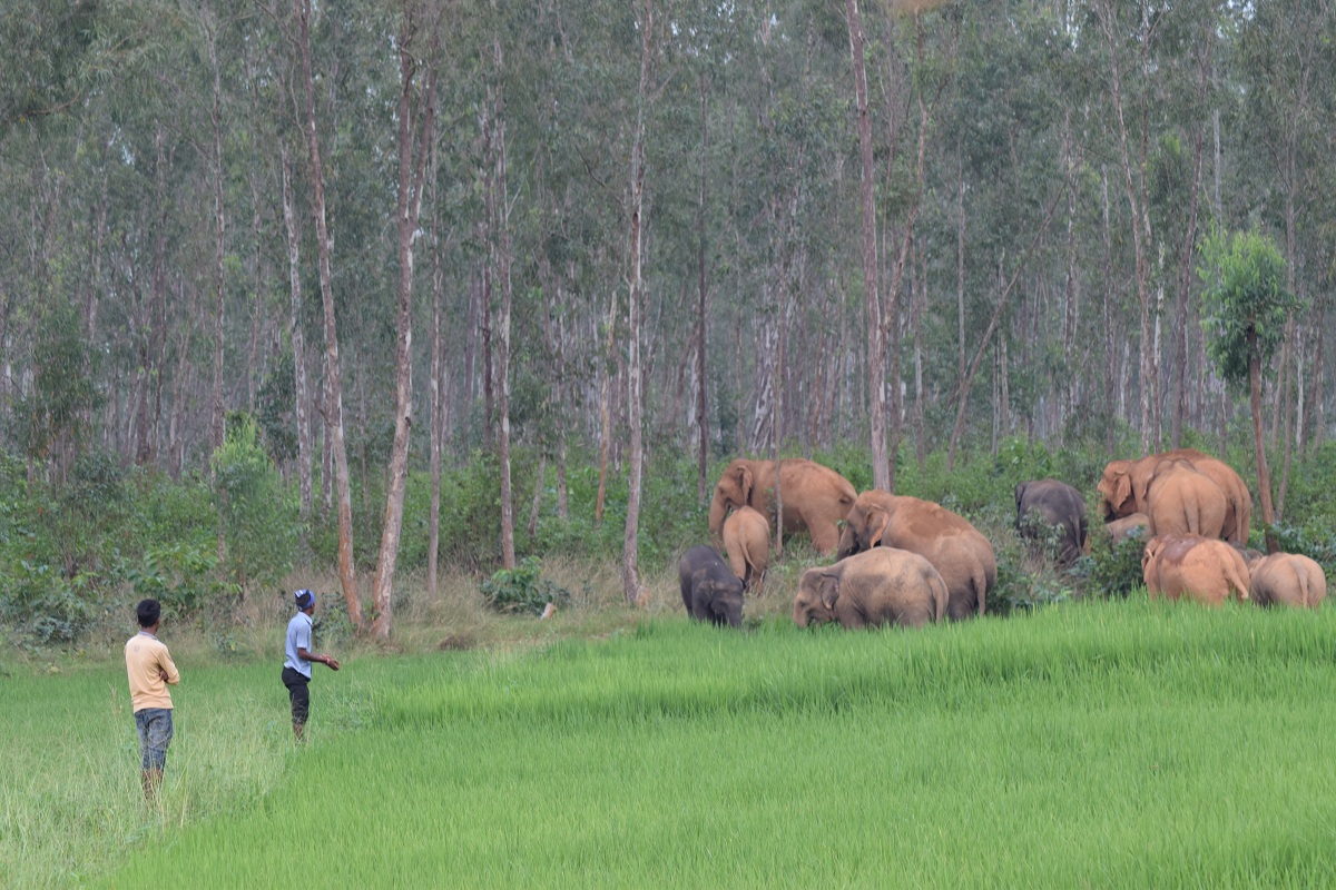 odisha, elephants, male elephants, population