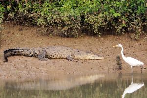 Odisha: Kendrapara the only district in the country with varied crocodile population