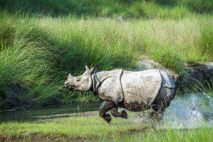 Assam announces cash rewards for wanted rhino poachers