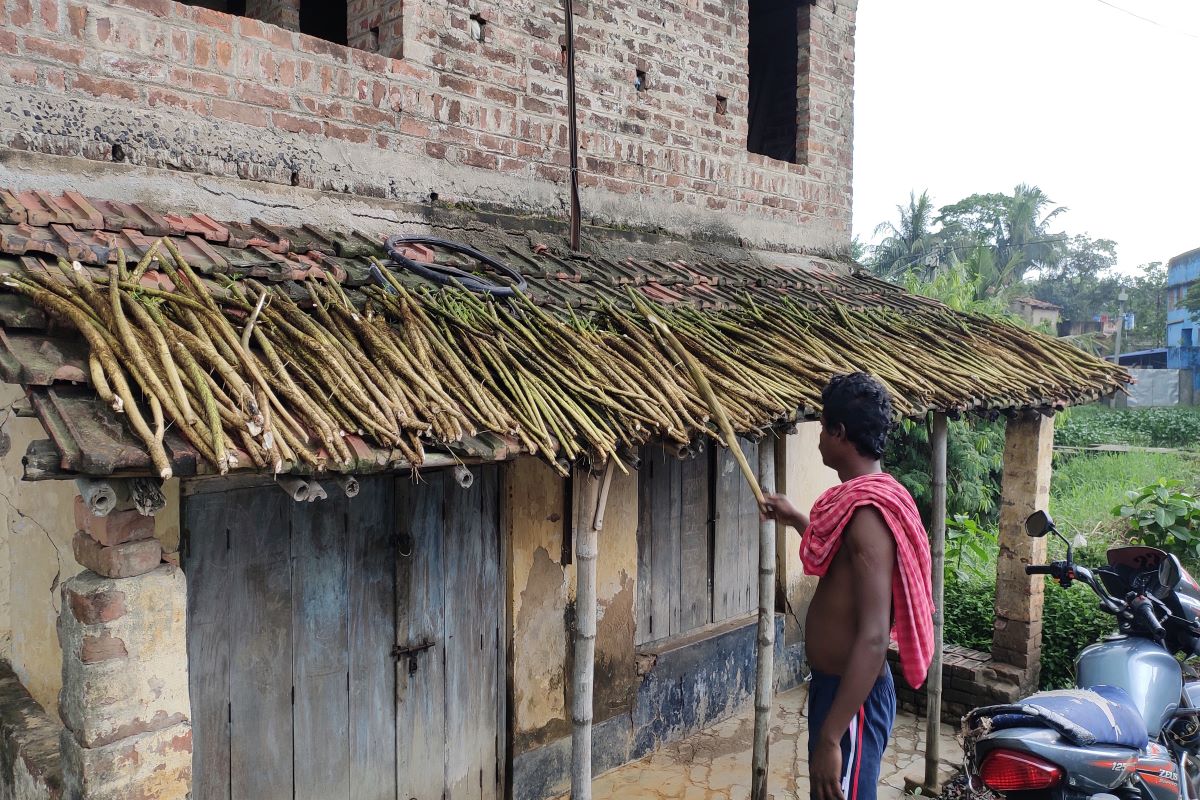 Shola cultivators in Bengal incur huge losses