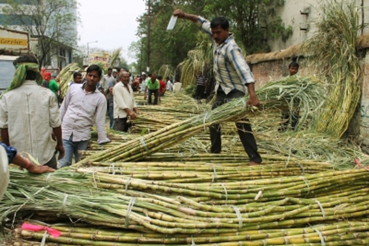Purvanchal emerging as hub of sugarcane cultivation