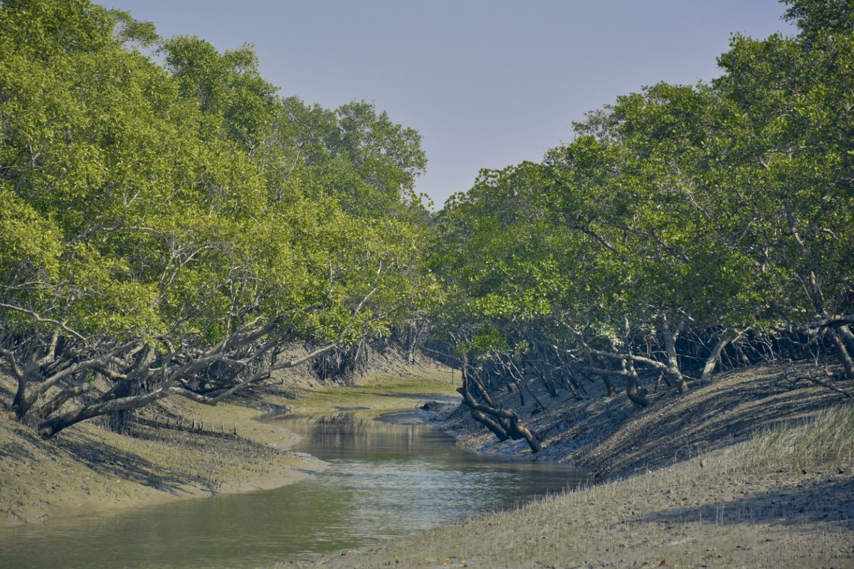 Air pollution increasingly threatening the mangrove ecosystem of Sunderbans: Study