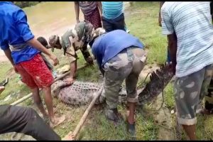8-foot-long croc rescued from village pond in Odisha