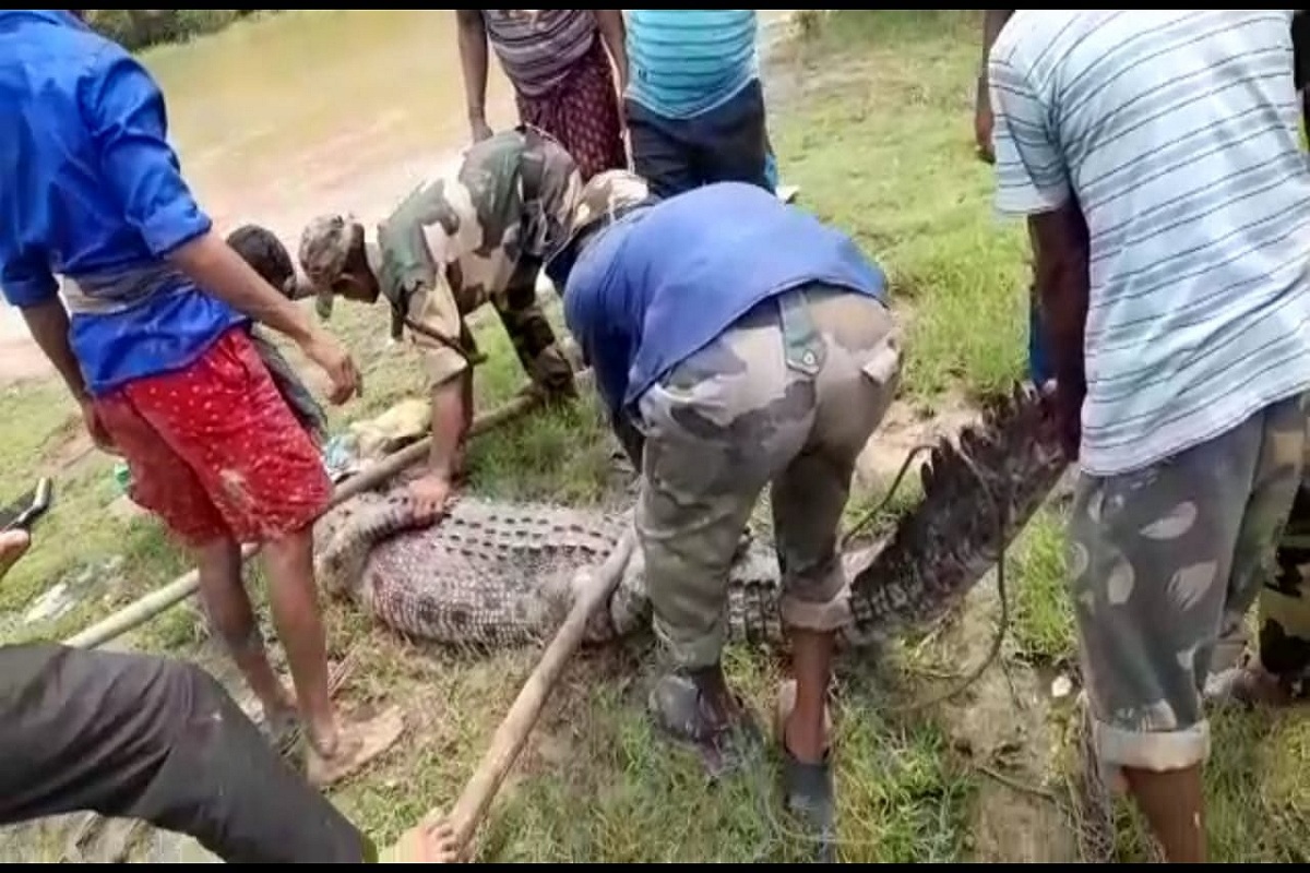 Odisha, crocodile, forest personnel