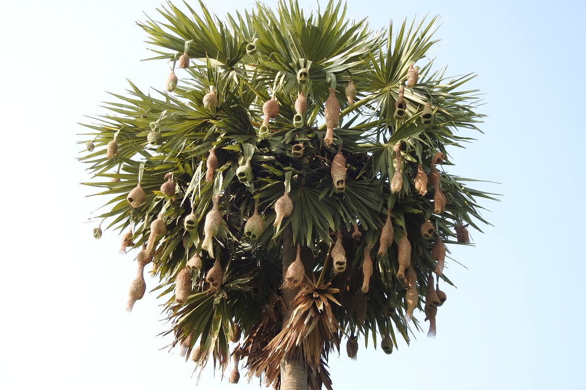 Felling of thorny trees spell doom for ‘Baya’ weaver birds in Odisha
