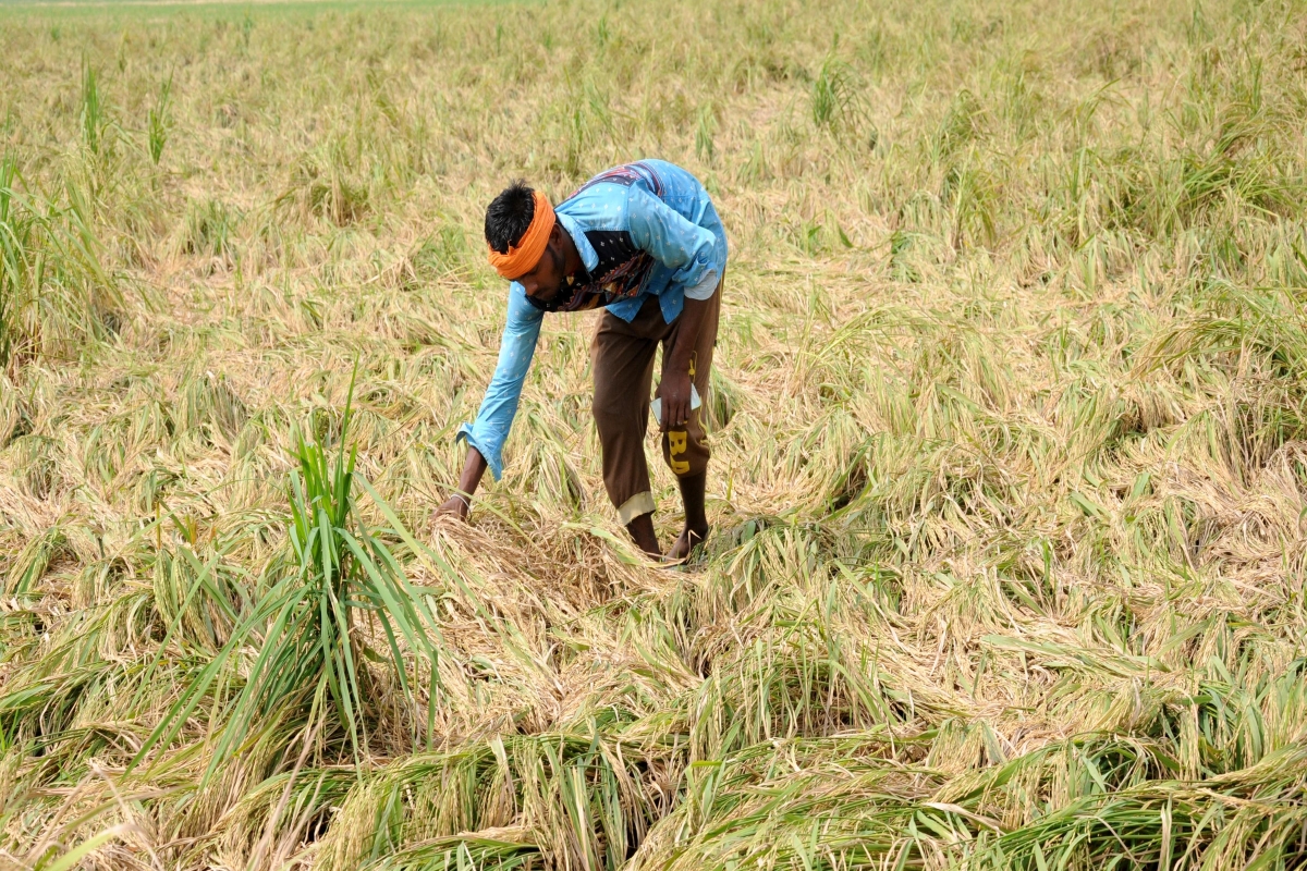 Punjab orders survey for crop loss in heavy rain