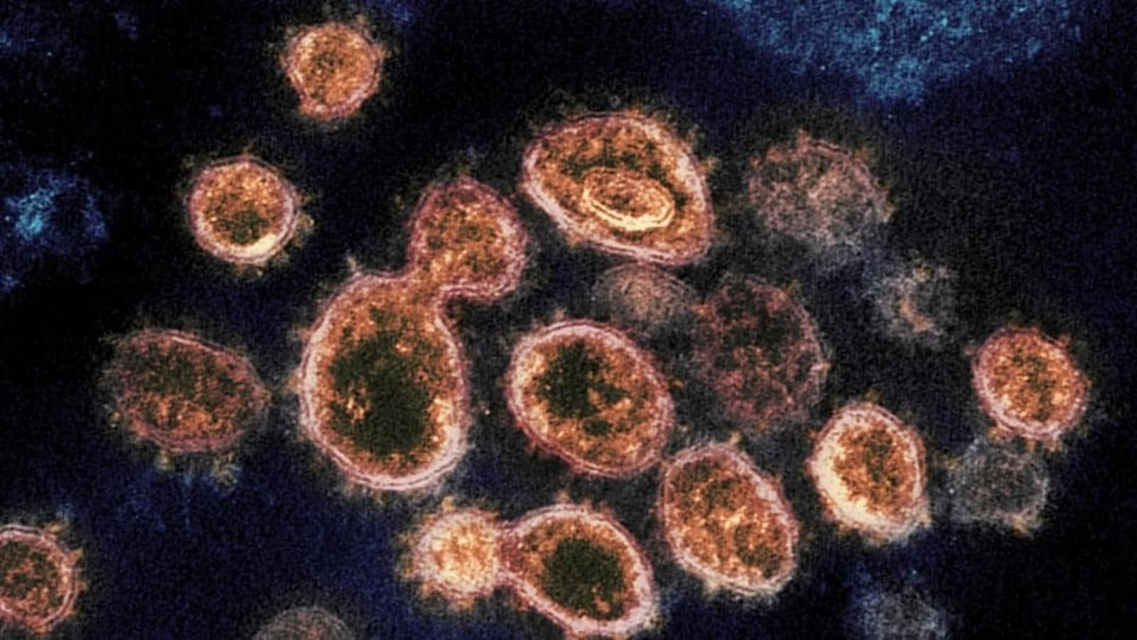 Coronavirus epidemics 1st hit over 21,000 years ago: Study