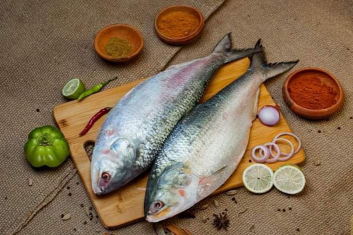 Fisheries dept to cancel license of trawlers carrying small Hilsa