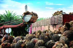 Palm oil policy needs wider consultation