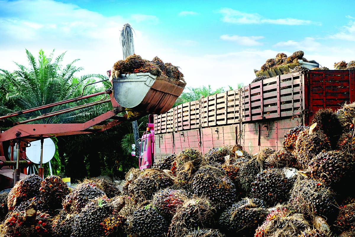 302000 tonnes of Palm oils export permits issued in Indonesia