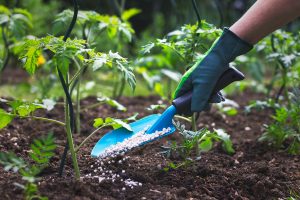 How to make easy homemade fertilizer