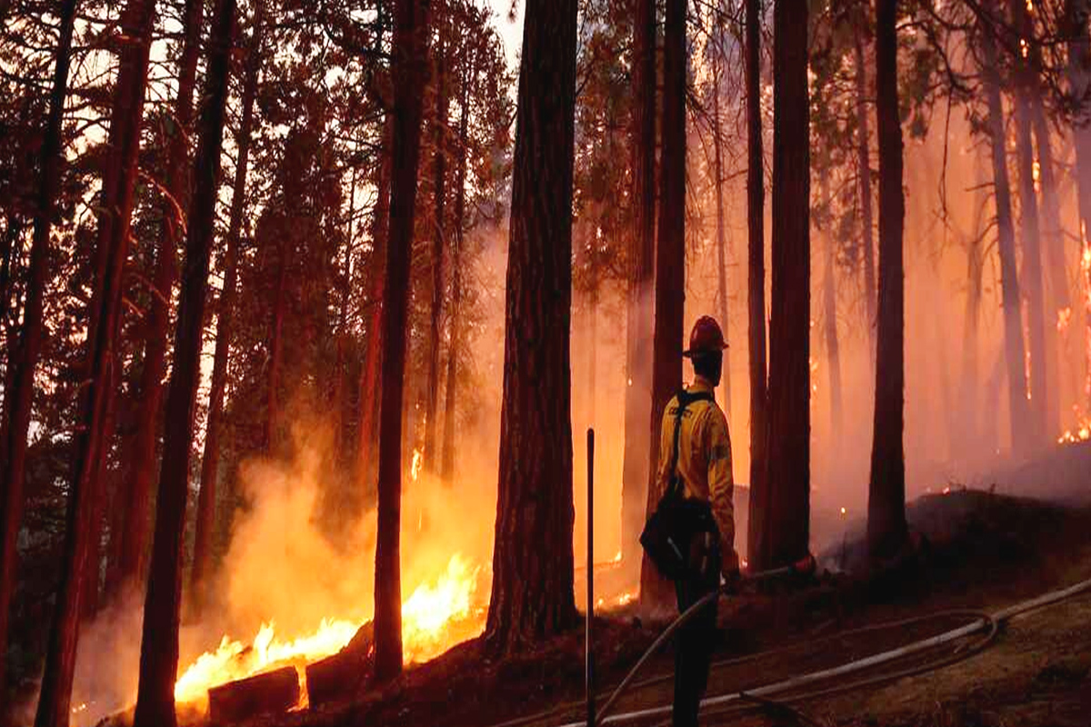 Himachal Pradesh: Forest fire engulfs Bashisht, Shanag jungles in Manali; property worth crores of rupees burnt