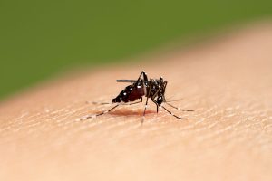 After Dudhia, dengue now stalks Panighatta