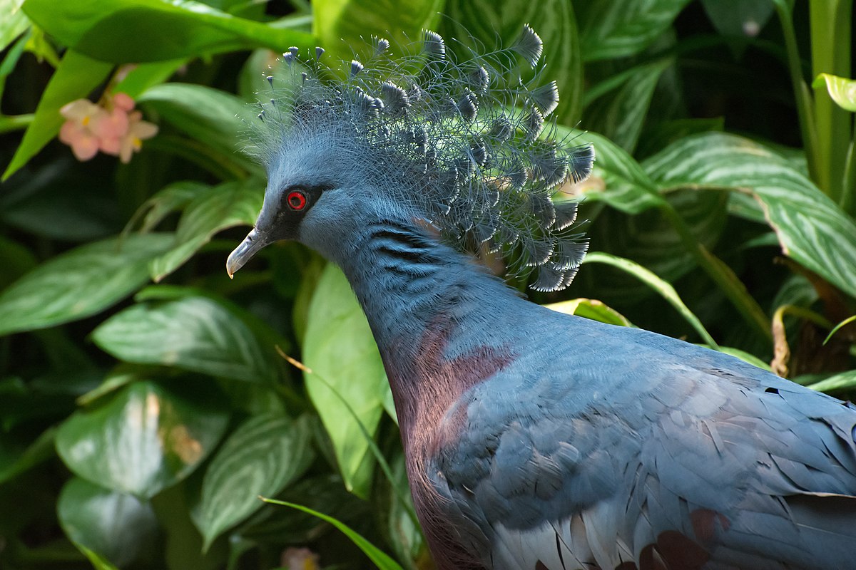 BSF foils smuggling of rare Victoria Crowned Pigeon