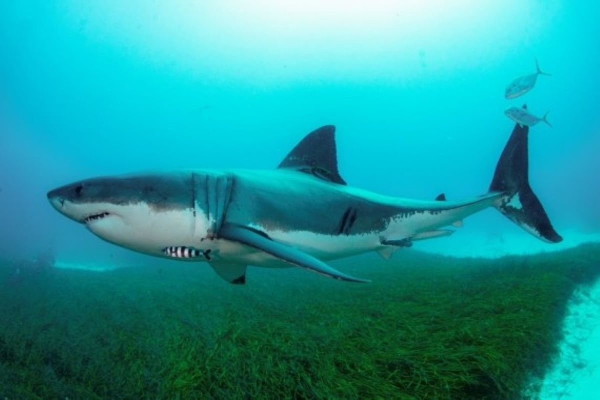 39 Australian shark species face extinction: Report
