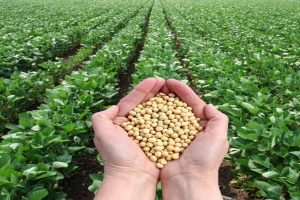 Soy induced food allergy – A common phenomenon