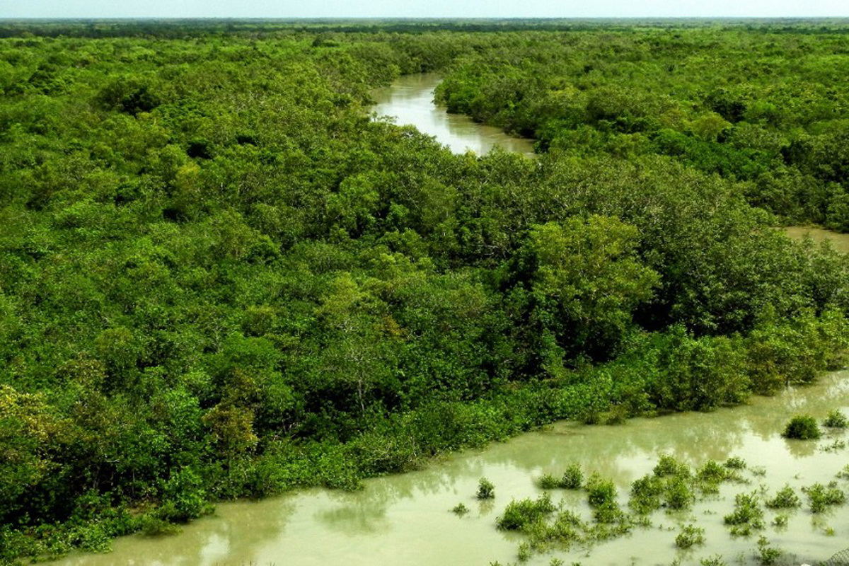 Minimal  intervention  in  Sundarbans
