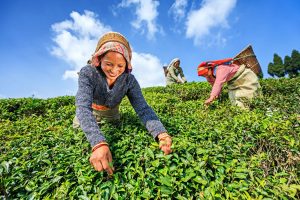 India-Nepal tea policy has hit industry, TIPA tells CM