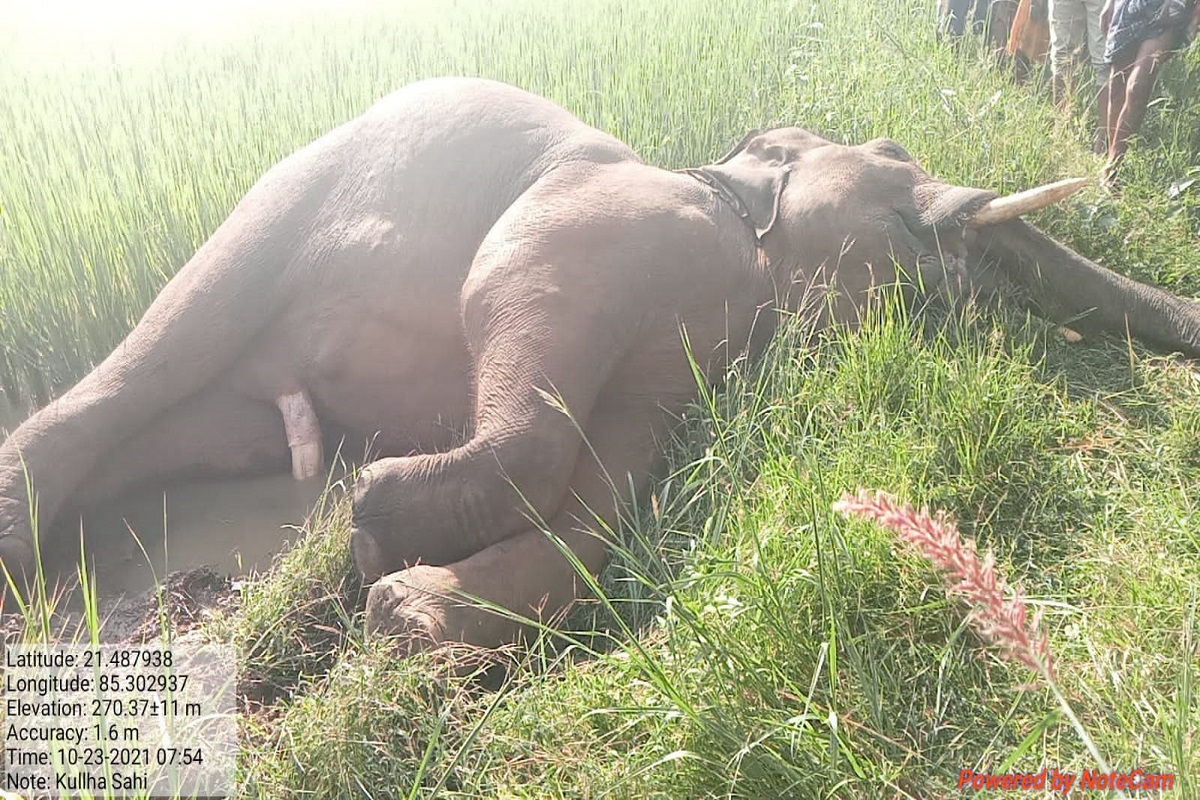 Three wild tuskers die in a day, male elephant population dwindling in Odisha