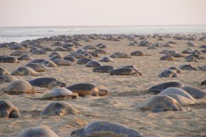Odisha Govt moves to ensure Olive turtles’ safety ahead of mass nesting
