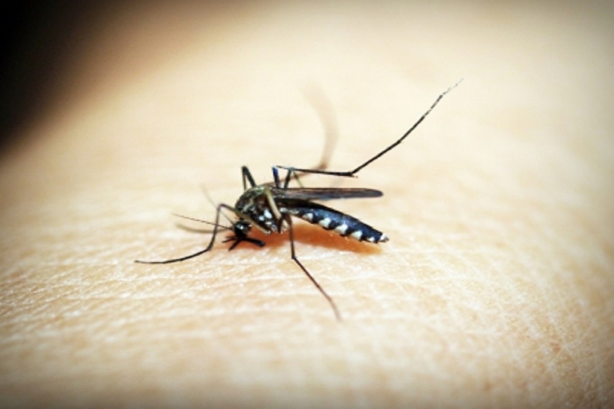 Dengue, Bihar, money