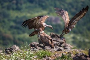 Saving endangered vultures in Siliguri, SMC urged to act
