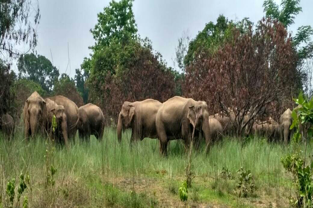 TN forest department captures ‘Makhna’ elephant, third time in six months