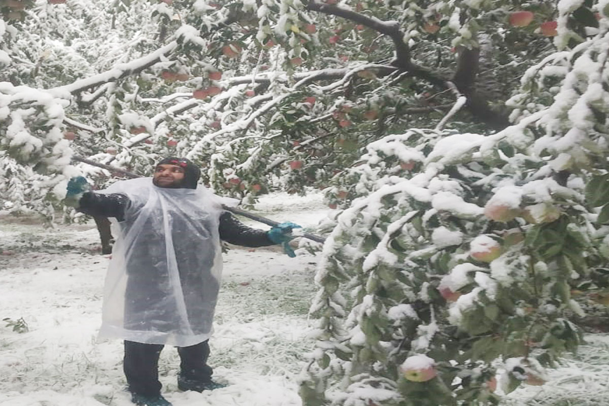 Early snow & rain damage apple crop, trees in Kashmir