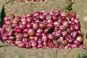 Price of onion 22.36 per cent lower than last year: Centre