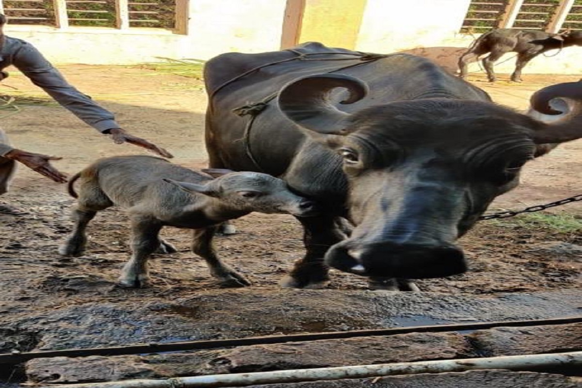 India’s first Banni Buffalo calf is born through IVF