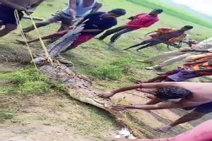 10-foot-long croc rescued from irrigation canal in Odisha