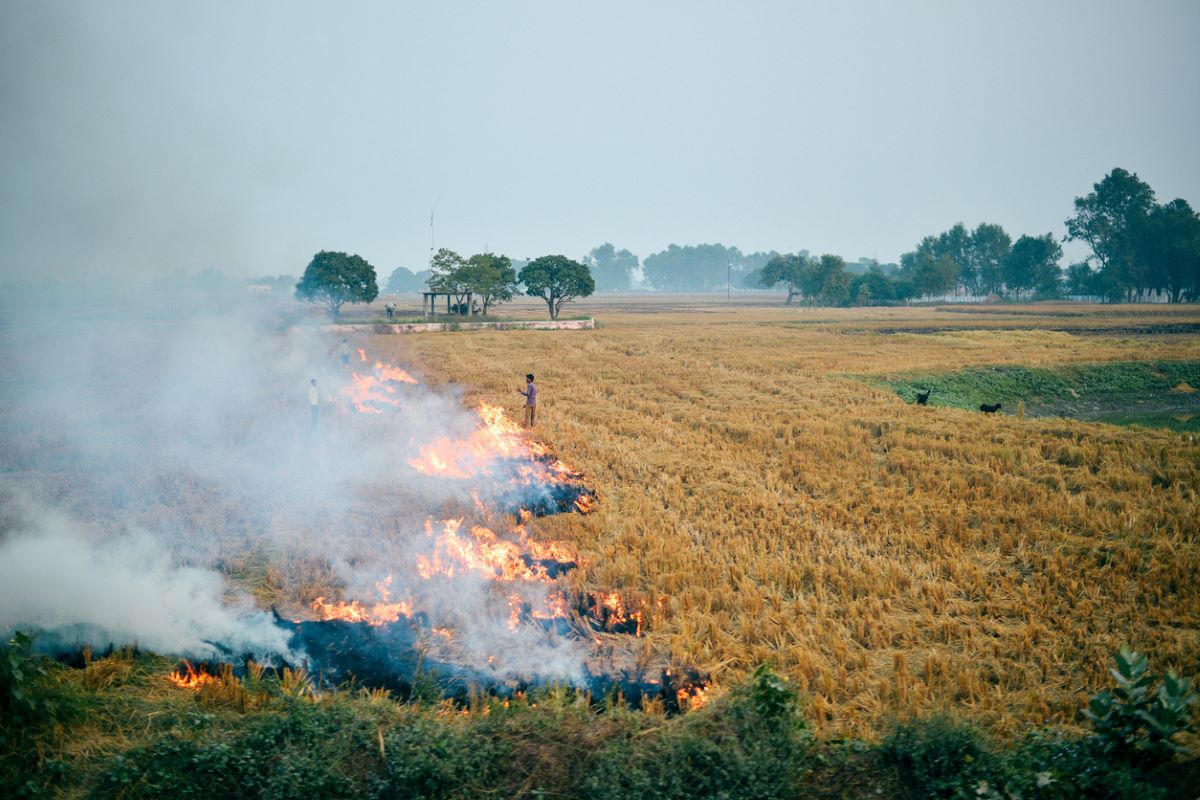 Focus on Punjab, Hry only; farm fires in other states go unnoticed