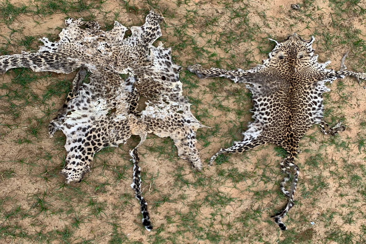 Odisha STF seizes leopard skins, arrests wildlife criminal