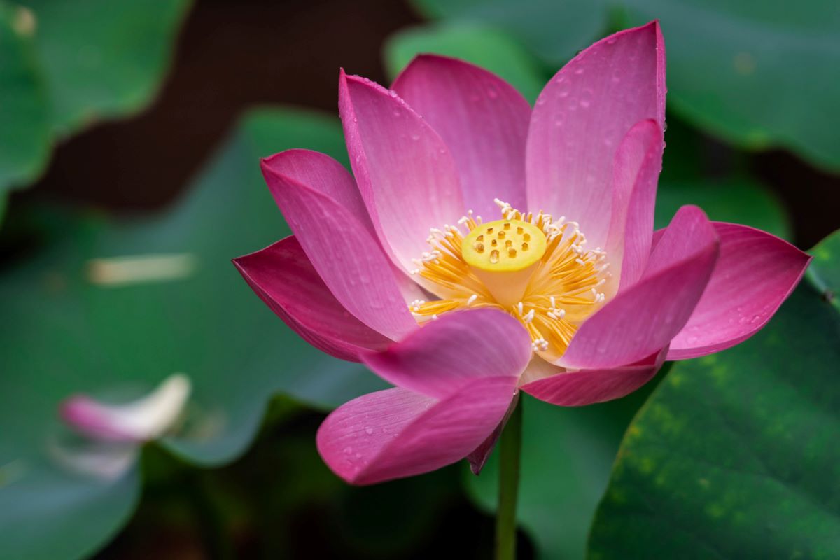 Malda gears up for B’desh lotus export