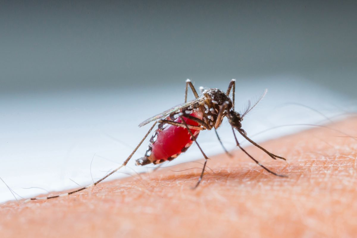 Arkansas reports first locally acquired malaria case