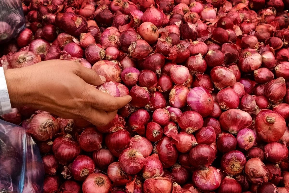 After 13 days strike, onion auctions resume in Nashik wholesale markets